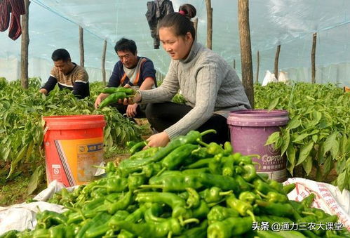 暖棚辣椒膨果一定要用的叶面肥,预防病害膨果转色,亩增产280斤