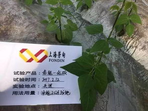 你能优碳 液体碳肥 作物保花保果 膨果上色 提质增产的新型 武器