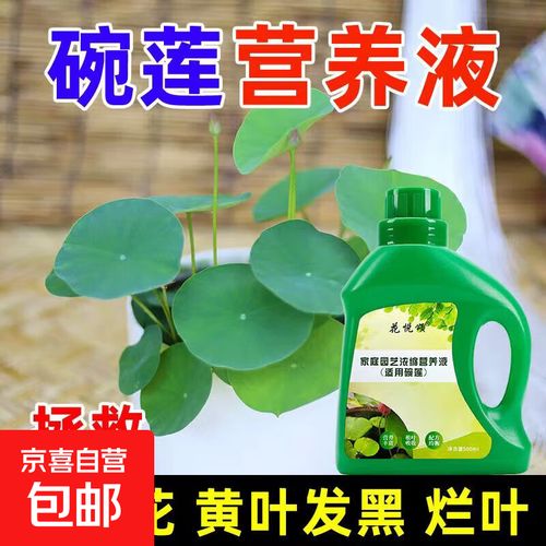 碗莲液体肥全指南 促根生根、促花开的营养液肥料科学用法