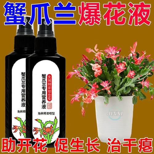 唤醒沉睡的蟹爪兰 从枯萎到焕发生机的养花秘籍